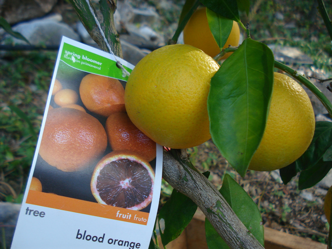 10.11 Citrus 6 11.21#C8E67A