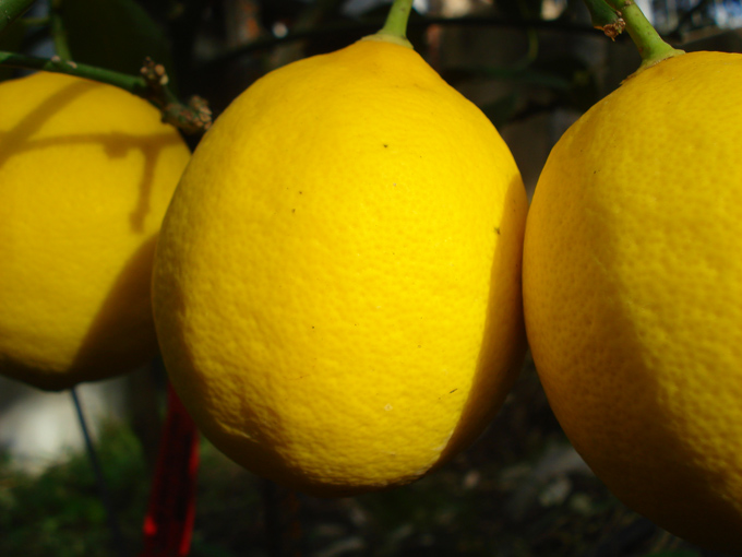 10.11 Citrus 6 11.21#C8E67B