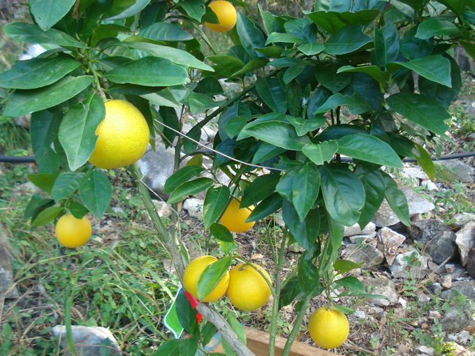 10.11 Citrus 6 11.21#C8E680