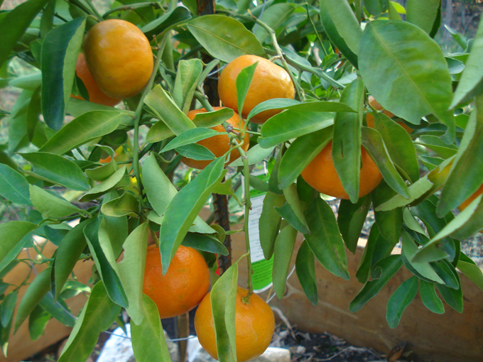 10.11 Citrus 6 11.21#C8E693