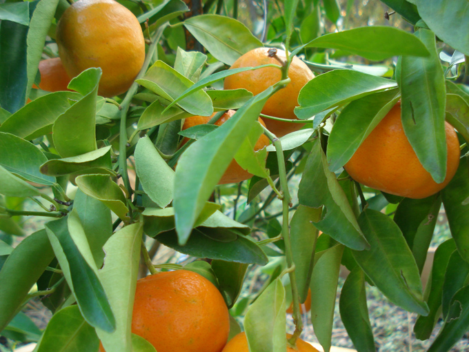 10.11 Citrus 6 11.21#C8E696