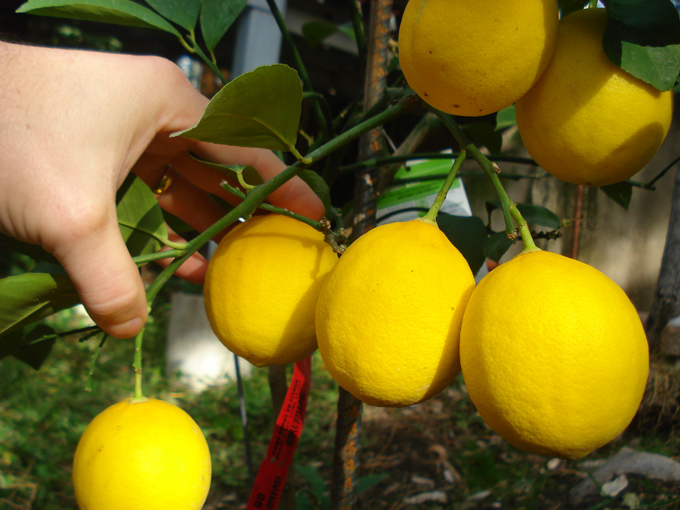 10.11 Citrus 6 11.21#C8E698