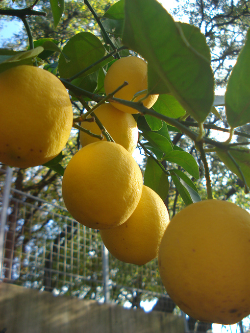 10.11 Citrus 6 11.21#C8E69F