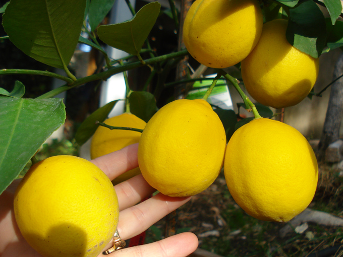 10.11 Citrus 6 11.21#C8E6A6