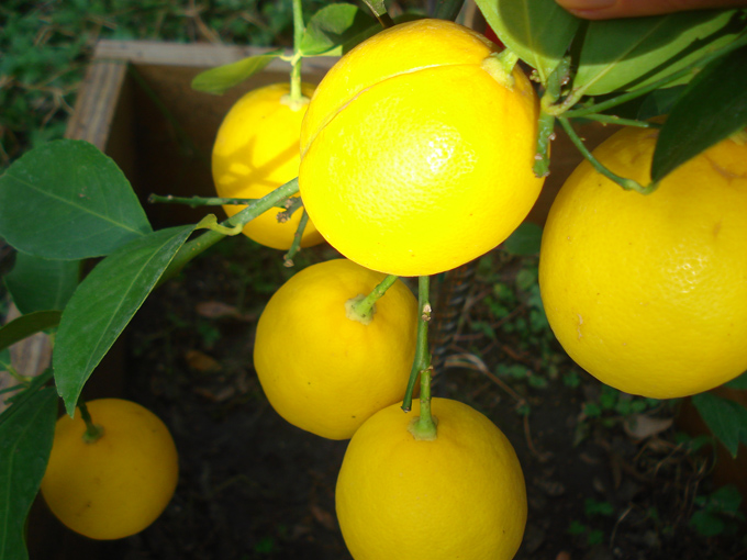 10.11 Citrus 6 11.21#C8E6A7