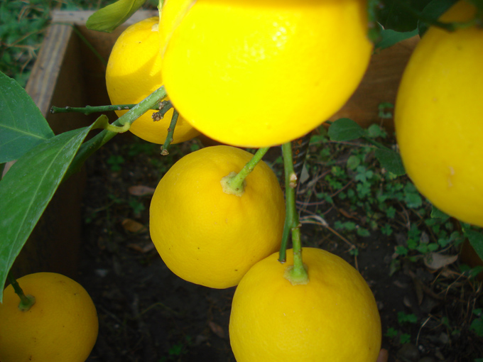 10.11 Citrus 6 11.21#C8E6AB