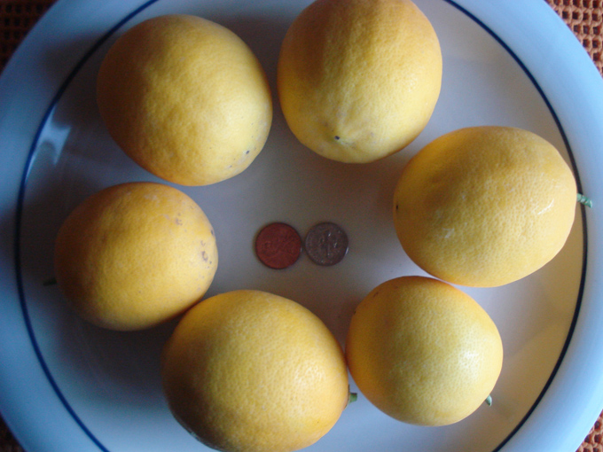 10.12 Citrus 7 12.1 #C8E670