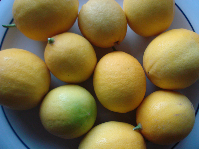 10.12 Citrus 7 12.1 #C8E67D