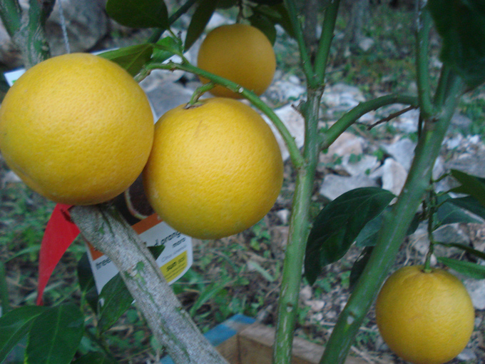 10.12 Citrus 7 12.1 #C8E684