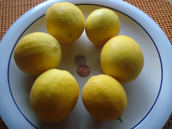 10.12 Citrus 7 12.1 #C8E699