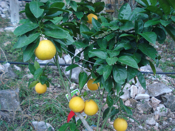 10.12 Citrus 7 12.1 #C8E69A