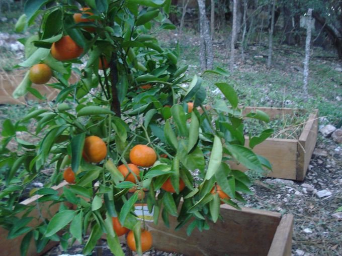 10.12 Citrus 7 12.1 #C8E6AE