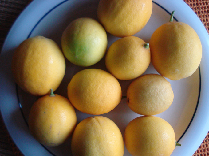 10.12 Citrus 7 12.1 #C8E6B5