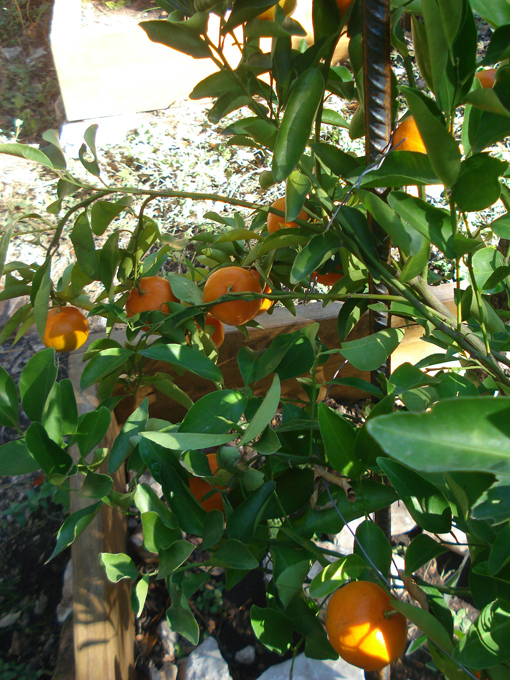 10.12 Citrus 8 12.4 #C8E66D