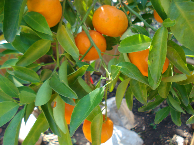 10.12 Citrus 8 12.4 #C8E678