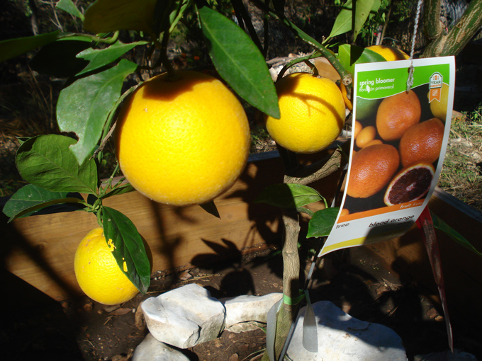 10.12 Citrus 8 12.4 #C8E679