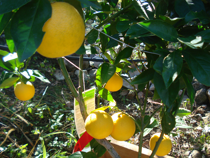 10.12 Citrus 8 12.4 #C8E6AA