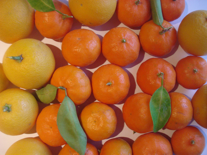 10.12 Citrus 9 12.17#C8E9EE