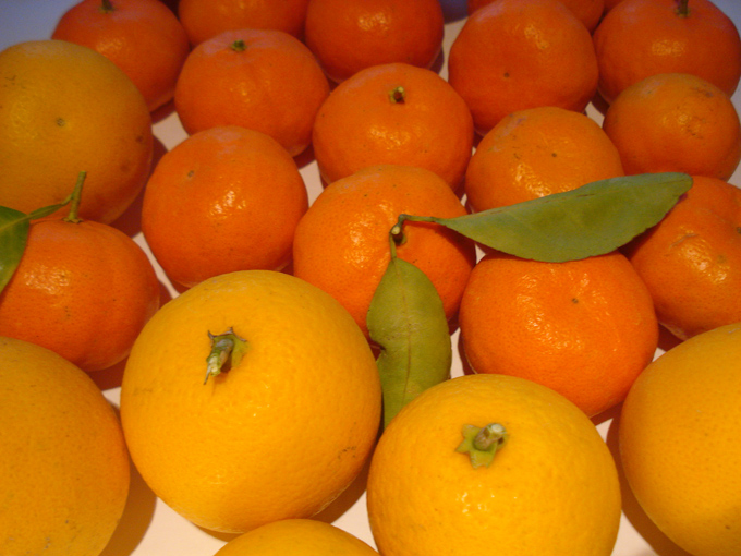 10.12 Citrus 9 12.17#C8E9F0