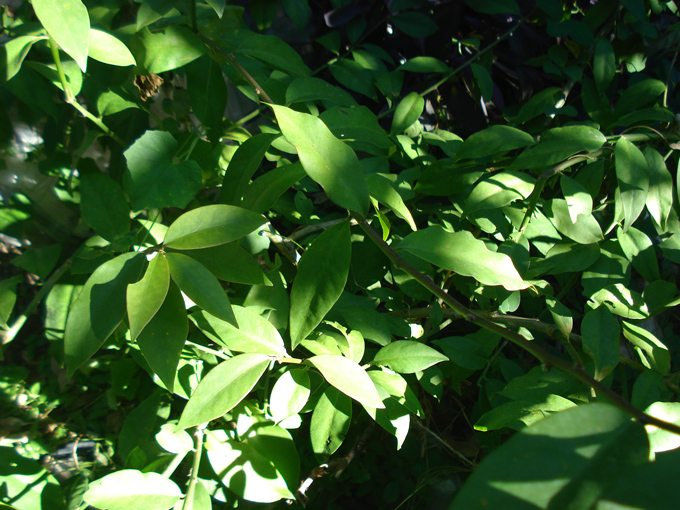 10.10 Citrus 2c 10.2#C881C6